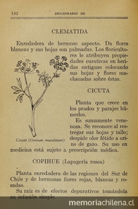 Pie de foto: Sobre la infusión de la raíz de Copihue, 1933.