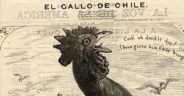 El gallo de Chile