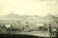 El arado, Travels into Chile over the Andes (1824) de Peter Schmidtmeyer.