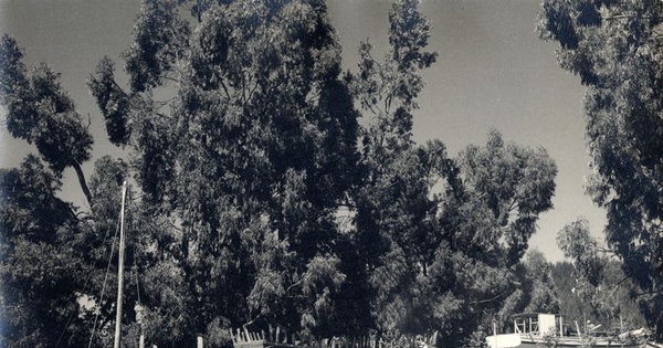 Astillero del Maule, 1959