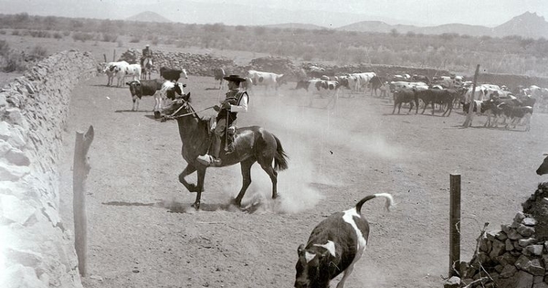 Huaso en caballo con su ganado vacuno
