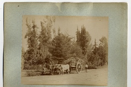Campesinos con carreta de bueyes en la Quinta Normal, siglo XIX