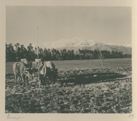 Campesino y su arado con dos bueyes, ca. 1900