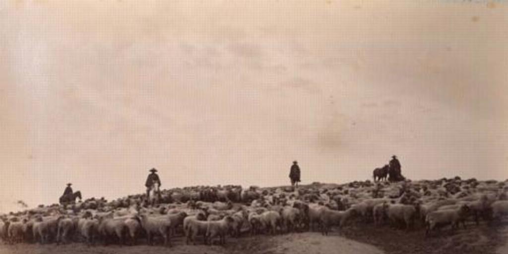 Arrieros a caballo con ganado de ovejas, hacia 1890