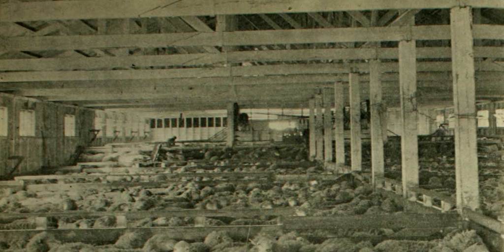 Ovejas en el interior de un galpón de esquila, en una estancia de Magallanes, c.1940