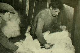 Obreros esquilando ovejas "a máquina" en una estancia de Magallanes, c.1940