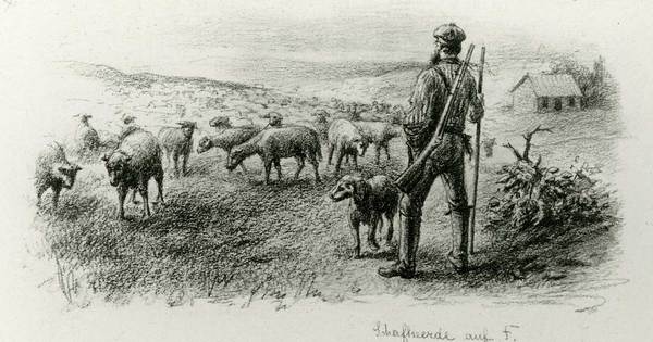 Rebaño de ovejas, Tierra del Fuego, c.1890