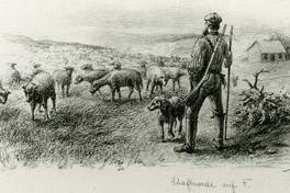 Rebaño de ovejas, Tierra del Fuego, c.1890