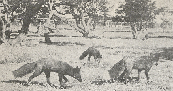 Criadero de zorros, Punta Arenas