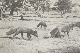 Criadero de zorros, Punta Arenas