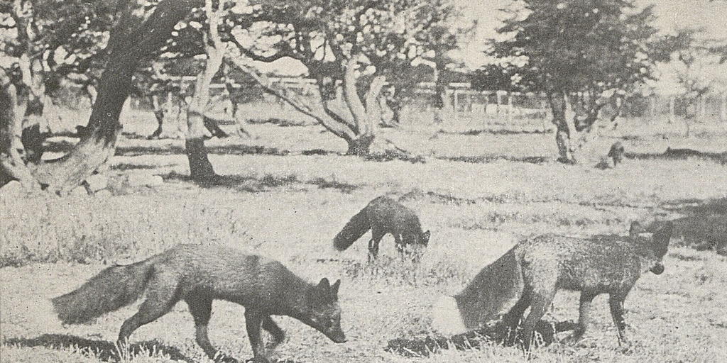 Criadero de zorros, Punta Arenas