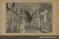 Pie de Foto: Gabinete de Historia Natural del Liceo de Señoritas "José Miguel Infante", 1926.