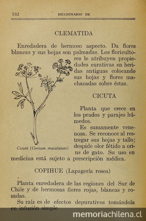 Pie de foto: Sobre la infusión de la raíz de Copihue, 1933. Urquieta Santander, Carlos. Diccionario de medicación herbaria: la botica en el jardín. Santiago: Nascimento, 1933