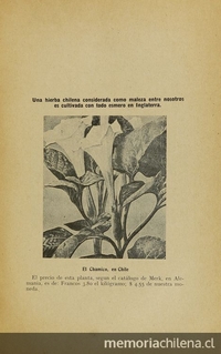 Pie de foto: El chamico, 1916.Importancia comercial del cultivo de ciertas plantas para la medicina, la perfumería i las industrias. Santiago: [s.n.], (Santiago: Sociedad Impr.y Litogr. Universo). 1916