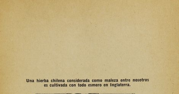 Pie de foto: El chamico, 1916.Importancia comercial del cultivo de ciertas plantas para la medicina, la perfumería i las industrias. Santiago: [s.n.], (Santiago: Sociedad Impr.y Litogr. Universo). 1916