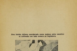 Pie de foto: El chamico, 1916.Importancia comercial del cultivo de ciertas plantas para la medicina, la perfumería i las industrias. Santiago: [s.n.], (Santiago: Sociedad Impr.y Litogr. Universo). 1916