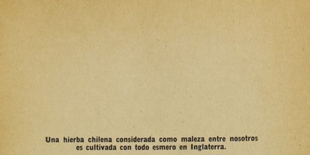 Pie de foto: El chamico, 1916.Importancia comercial del cultivo de ciertas plantas para la medicina, la perfumería i las industrias. Santiago: [s.n.], (Santiago: Sociedad Impr.y Litogr. Universo). 1916