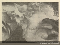 Situs lateral del tracto genital de Marmosa elegans en estado de celo.Fuente: Investigaciones zoológicas chilenas. Santiago: Edit. del Pacífico, 1950 - [1968]. 14 v.