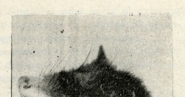 Monito del monte (Dromiciops australis)Fuente: Investigaciones zoológicas chilenas. Santiago: Edit. del Pacífico, Vol. 2 (1953: oct. - 1955: oct.) 186 p.