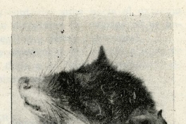 Monito del monte (Dromiciops australis)Fuente: Investigaciones zoológicas chilenas. Santiago: Edit. del Pacífico, Vol. 2 (1953: oct. - 1955: oct.) 186 p.