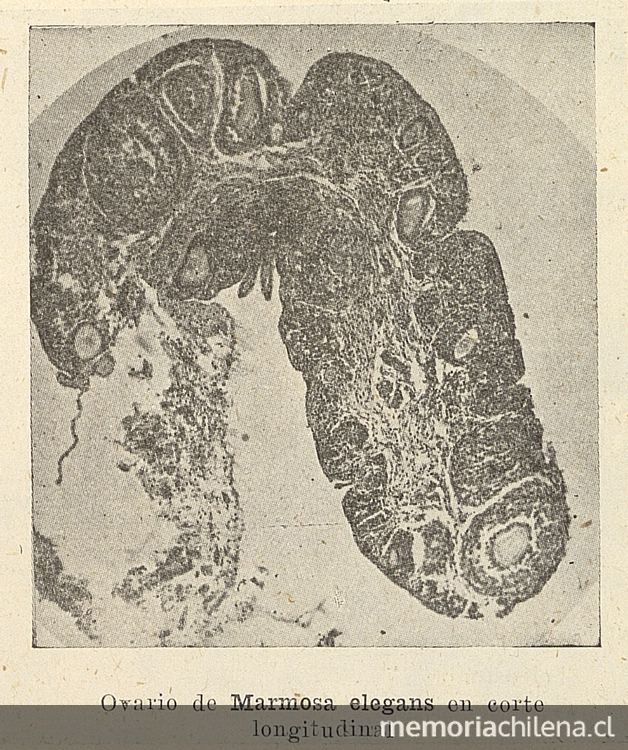 Ovario de Llaca (Marmosa elegans) en corte longitudinalFuente: Investigaciones zoológicas chilenas. Santiago: Edit. del Pacífico, Vol. 1 (1950: jul. - 1952: dic.) 131 p.Página 11 del fascículo 3 de marzo de 1951.