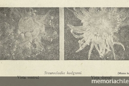 Pie de imagen: Medusa: Stauroclaudia hodgsoniFuente: Investigaciones zoológicas chilenas. Santiago: Edit. del Pacífico, Vol. 1 (1950: jul. - 1952: dic.) 131 p. Imagen de medusa Stauroclaudia hodgsoni de la página 7 del fascículo 2, de diciembre de 1950.