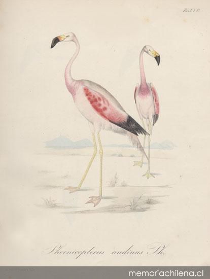 Phoenicopterus andinus Ph