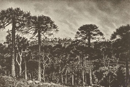 Araucarias, ca. 1859