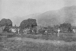 La cosecha, 1908
