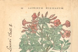 Lasminum Mexicanum