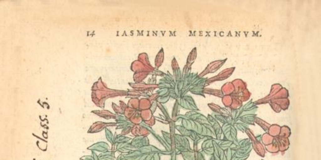 Lasminum Mexicanum