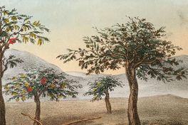 Algarrobos, acacias y nutrias, 1820-1821