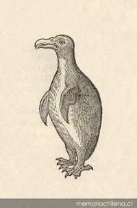Pingüino del Estrecho de Magallanes, ca. 1600