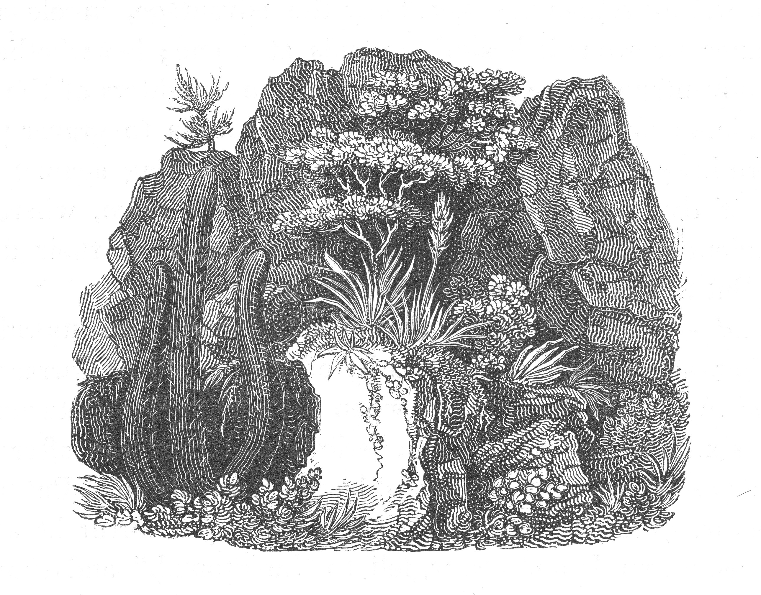 Plantas de la Zona Central, 1822