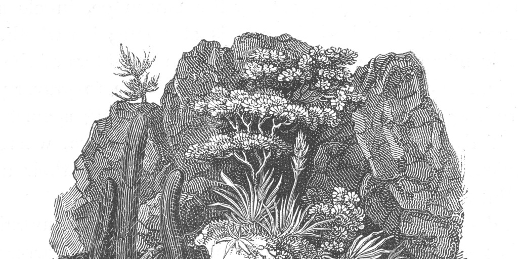 Plantas de la Zona Central, 1822