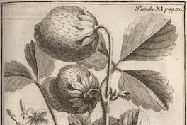 Fragaria chiliensis fructu maximo folus carnosis hirsutis vulgo frutilla