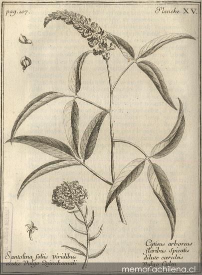 Cytisus arboreus floribus spicatis dilute caertuliers vulgo culen