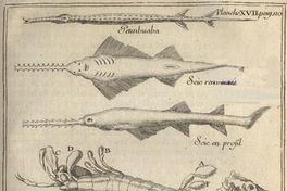 Fauna marina, ca. 1713