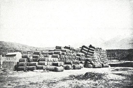 Cargamento de lana esperando su transporte río abajo para ser exportado, valle del río Baker, 1928