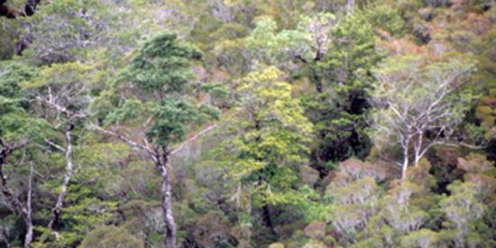 Selva fría, Isla Oma, Aysén, 2001