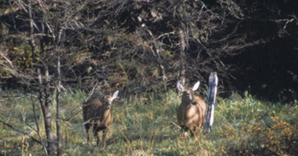 Huemules : Reserva Nacional Cerro Castilllo, Aysén, 2001