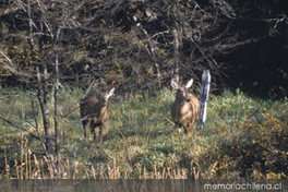 Huemules : Reserva Nacional Cerro Castilllo, Aysén, 2001