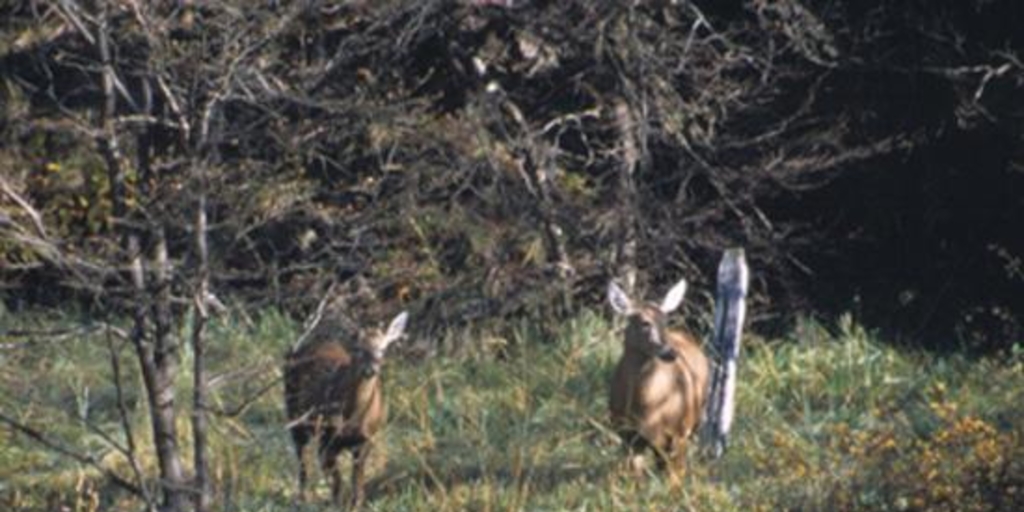 Huemules : Reserva Nacional Cerro Castilllo, Aysén, 2001