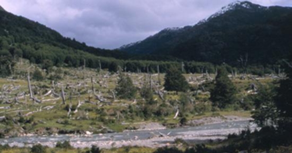 Bosque quemado en Río Carreras, Aysén, 2001