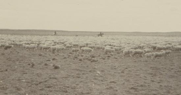 Un gran piño de ovejas en Santa Sofía, Tierra del Fuego, 1906