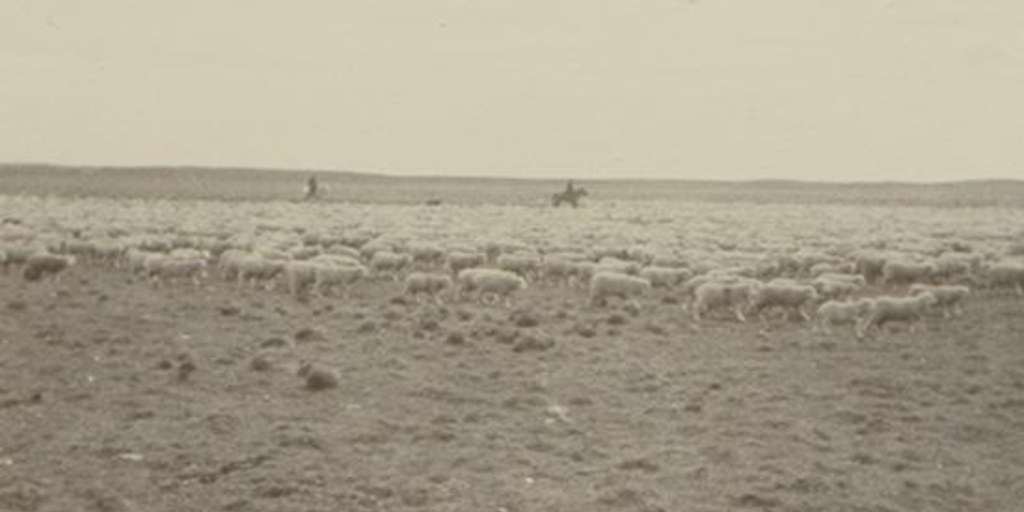 Un gran piño de ovejas en Santa Sofía, Tierra del Fuego, 1906
