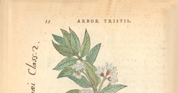 Arbor Tristis