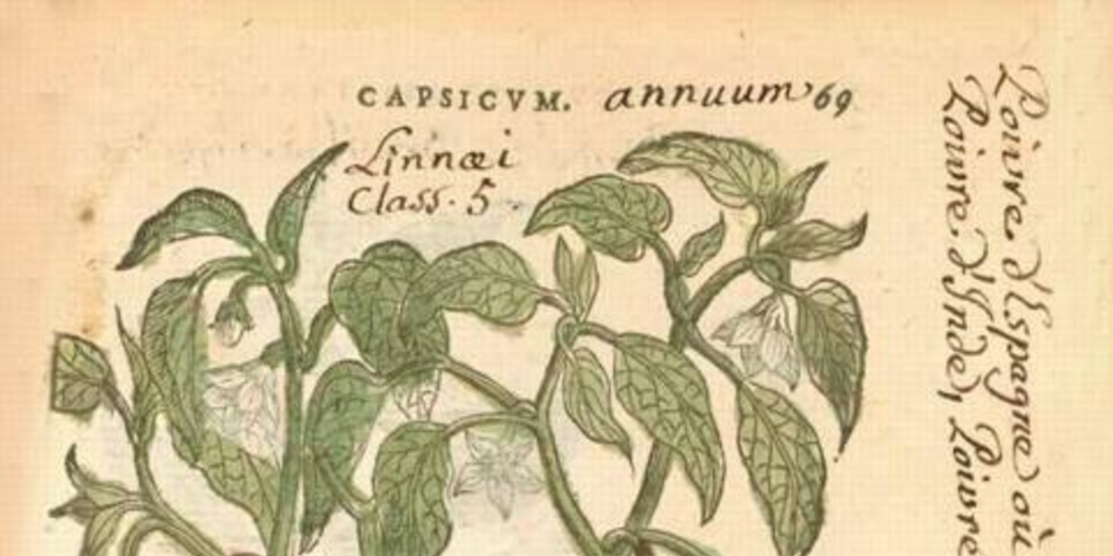 Capsicum annuum