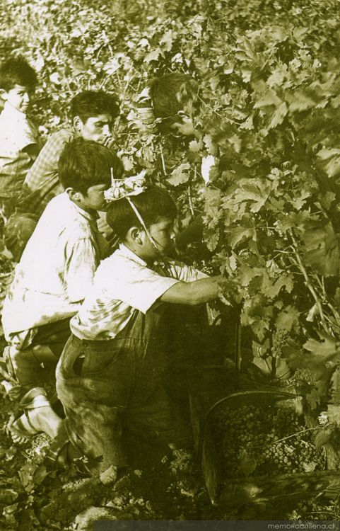 Recolectores de uva, hacia 1940