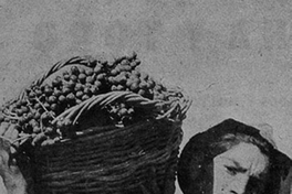 Niño recolector de uvas, hacia 1945